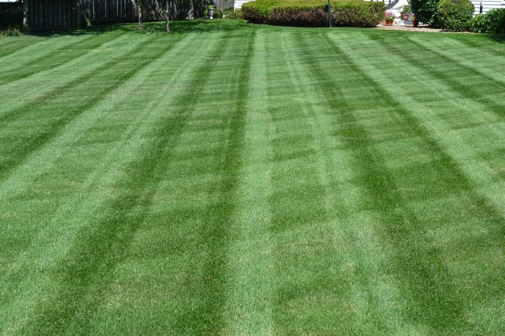 Top-rated lawn care service for beautiful yards across Orlando, FL - Lawn Maintenance Master
