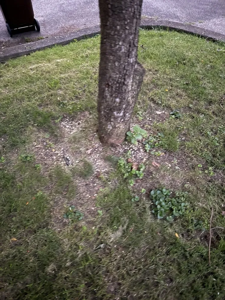 Affordable garden landscaping experts serving Dayton, OH - Lawn Maintenance P & R