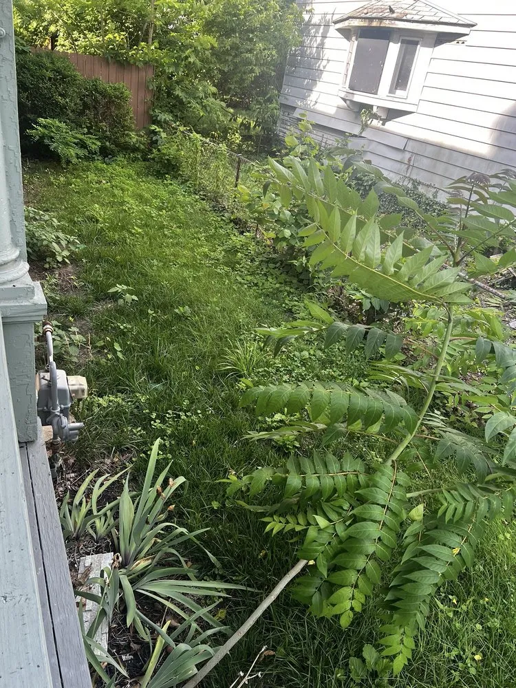 Professional yard cleanup service for residential properties in Dayton, OH by Lawn Maintenance P & R