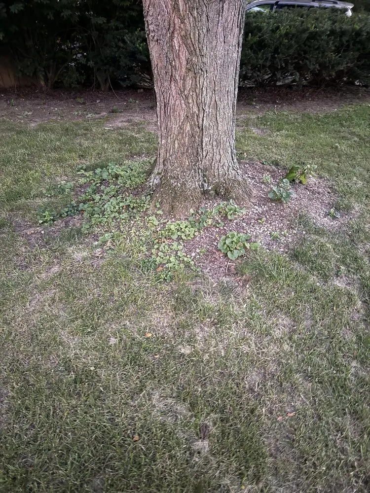 Affordable lawn care service in Dayton, OH - Lawn Maintenance P & R