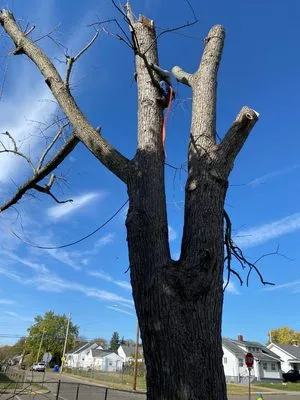 Lawn Maintenance P & R