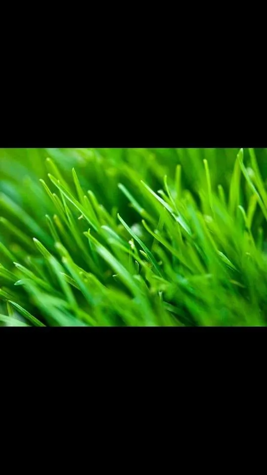 Affordable yard maintenance in Grayson, GA - Lawn Management Services LLC
