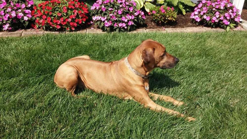 Affordable lawn mowing service experts serving High Ridge, MO - Lawn Managers