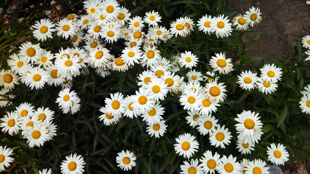 Custom landscaping services for year-round maintenance in Beaverton, OR by Lawn Master