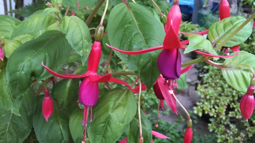 Top-rated outdoor landscaping with custom design in Beaverton, OR by Lawn Master