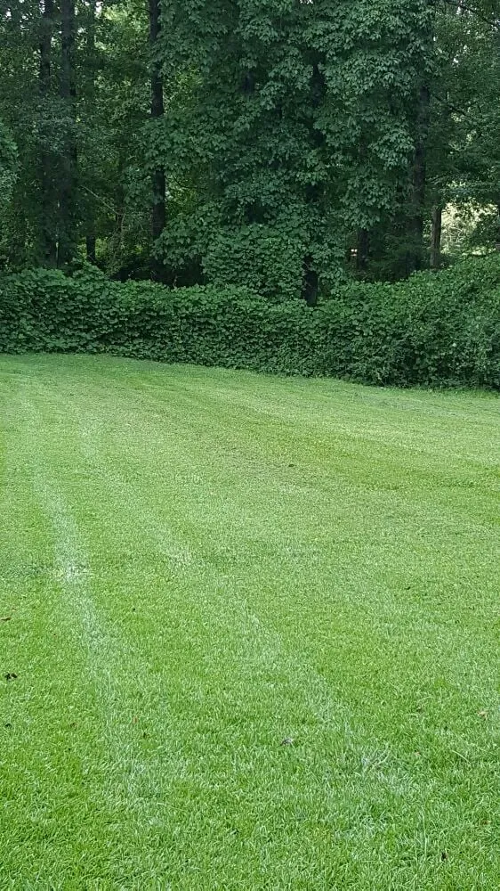 Affordable lawn care service in Hampton, GA - Lawn Master Services