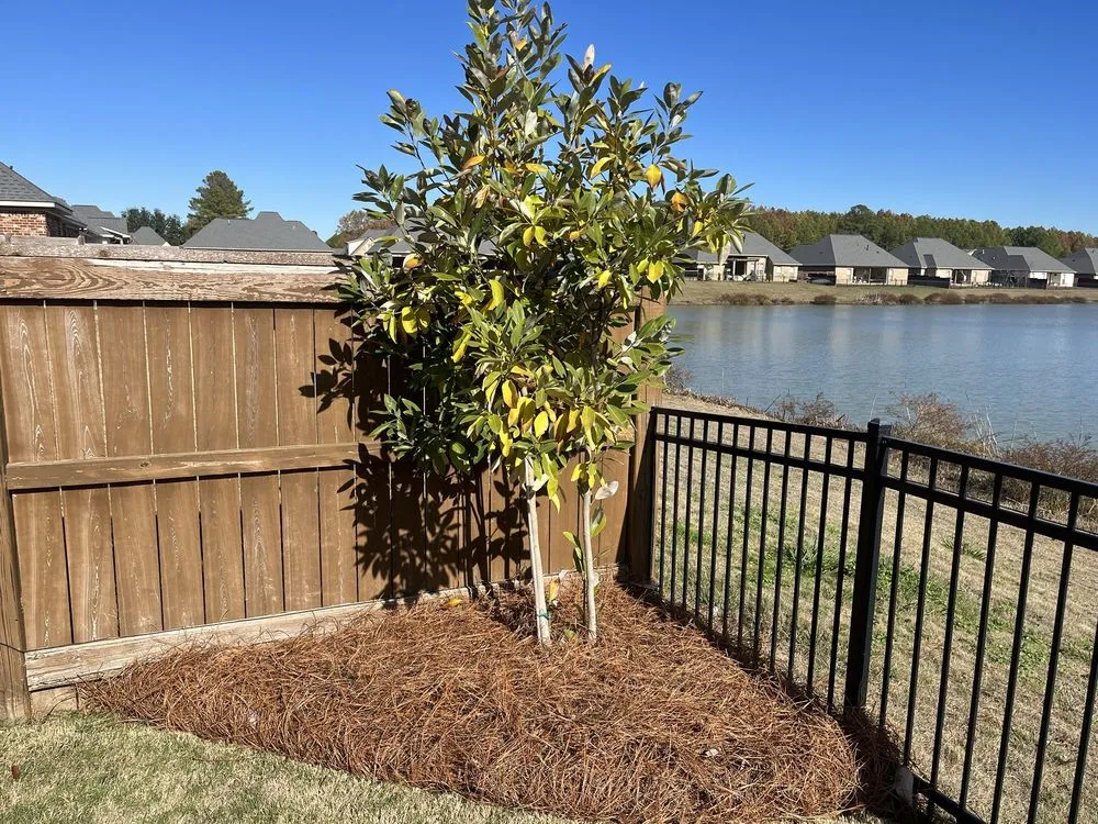 Affordable landscaping services in Brandon, MS by Lawn Masters Landscape