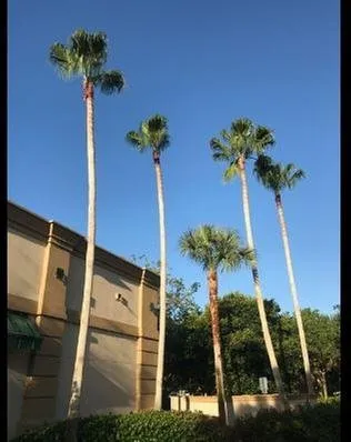 Reliable landscaping services in Coral Springs, FL by Lawn Masters of Broward