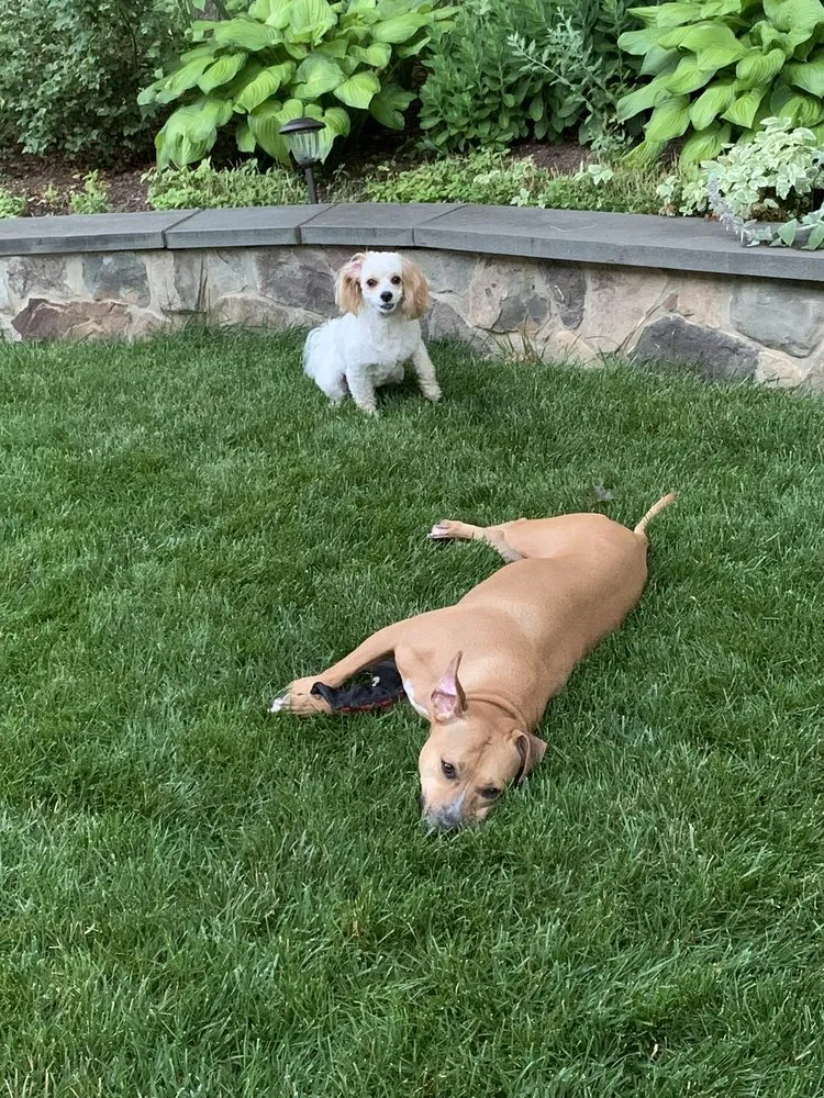 Professional lawn care service in Annandale, VA - Lawn Mate Quality Lawncare