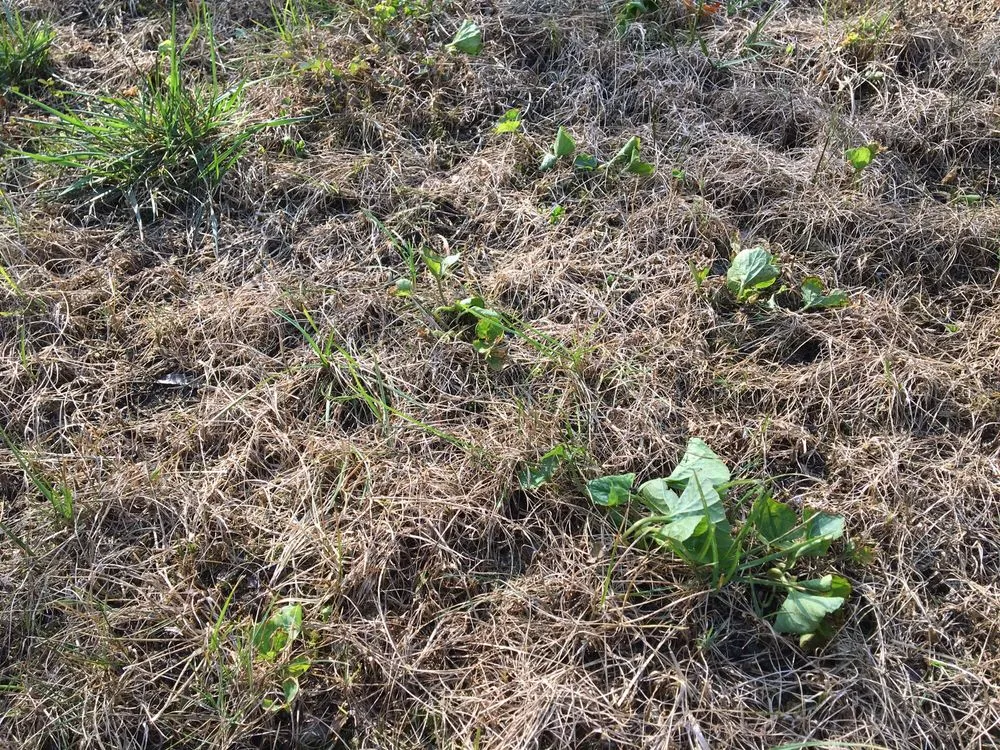 Custom residential landscaping in Deptford, NJ - Lawn Medic