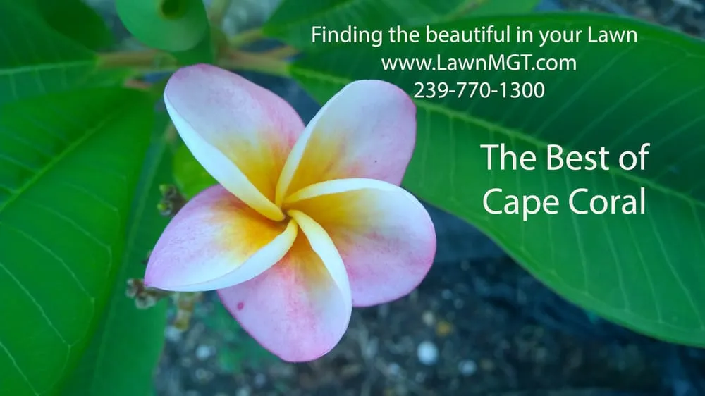 Reliable yard maintenance with custom design across Cape Coral, FL - Lawn MGT