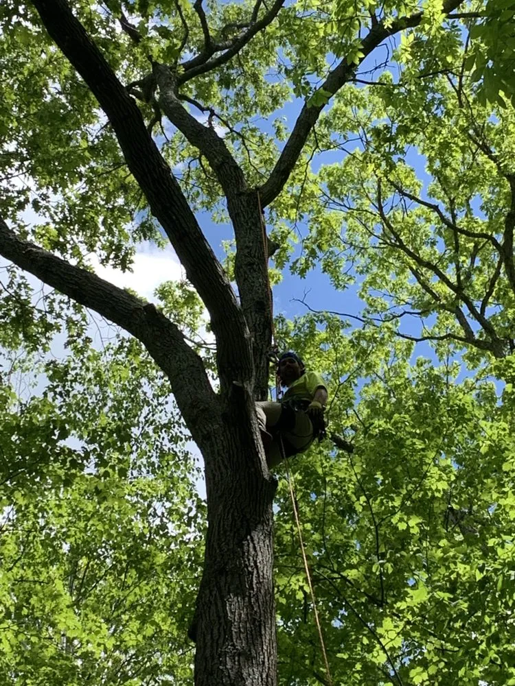 Expert landscape installation in Madison, CT - Lawn Monkey Landscaping