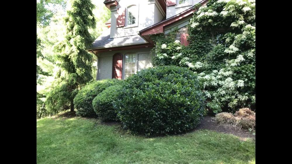 Custom lawn care service experts serving Madison, CT - Lawn Monkey Landscaping