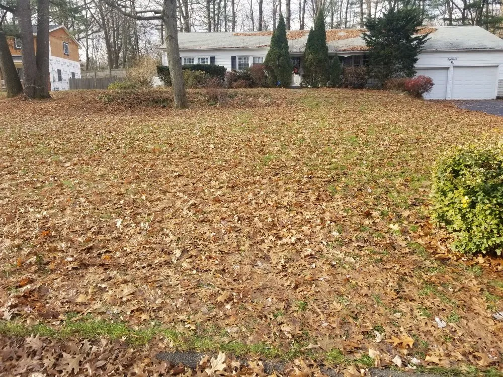 Custom yard cleanup service for residential properties across Clifton Park, NY - Lawn Monsterz