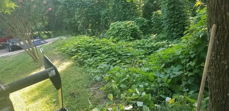 Custom lawn mowing service in Chattanooga, TN by Lawn Mowed