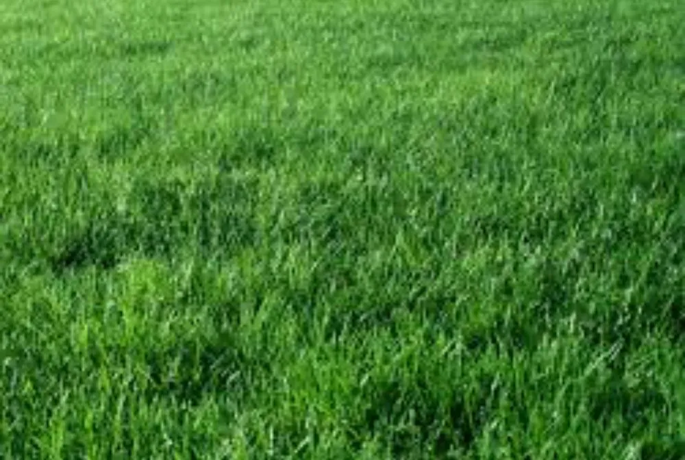 Top-rated lawn care service for year-round maintenance across Carthage, TX - Lawn Mowing Business