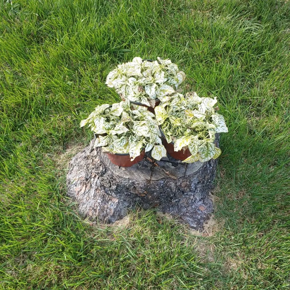 Custom yard cleanup service for residential properties across Clifton, NJ - Lawn N Order