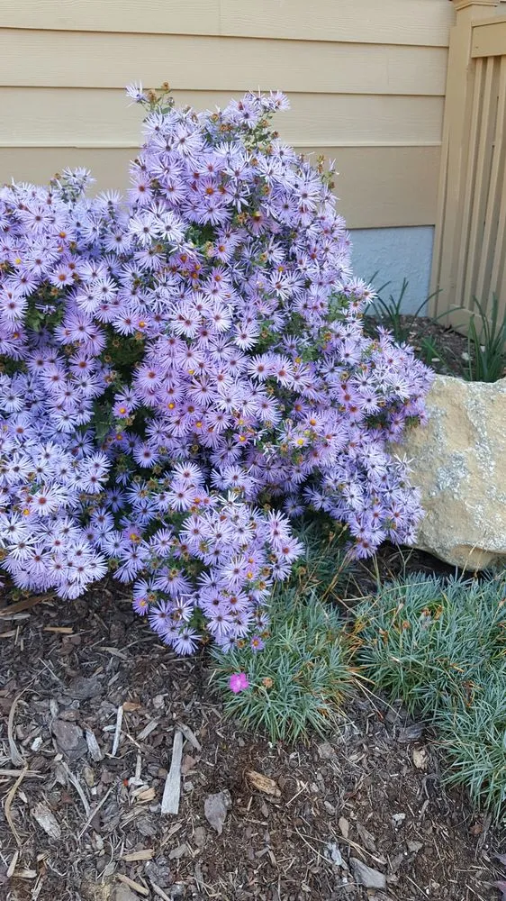 Professional landscaping services for year-round maintenance in Weaverville, NC by Lawn-N-Order Landscaping