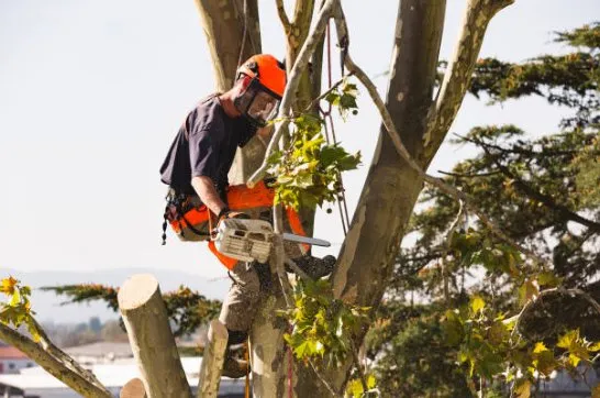 Top-rated landscape installation for residential properties in Shelby, NC by Lawn-N-Order Tree Service