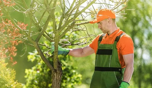 Custom lawn care service in Shelby, NC - Lawn-N-Order Tree Service
