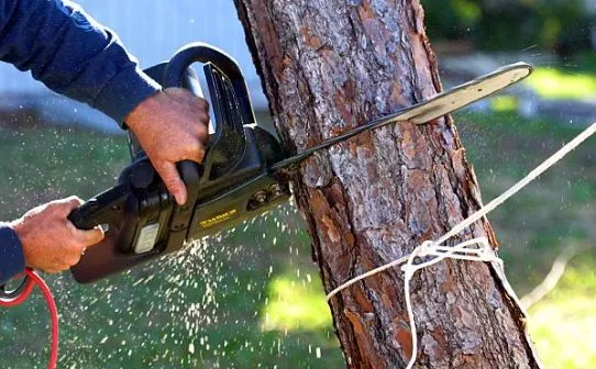 Local yard maintenance in Shelby, NC - Lawn-N-Order Tree Service