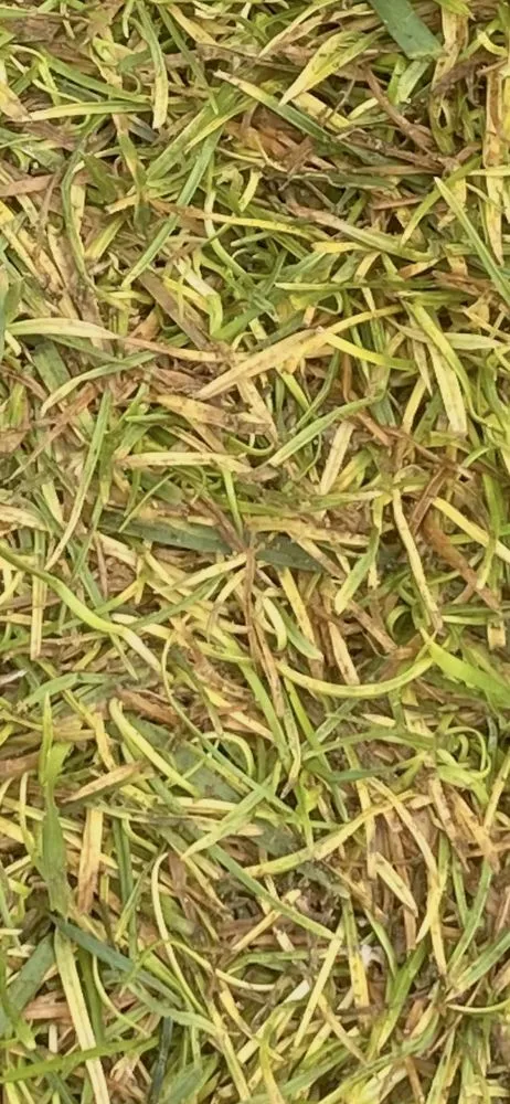 Trusted lawn care service in Wentzville, MO by Lawn N Order