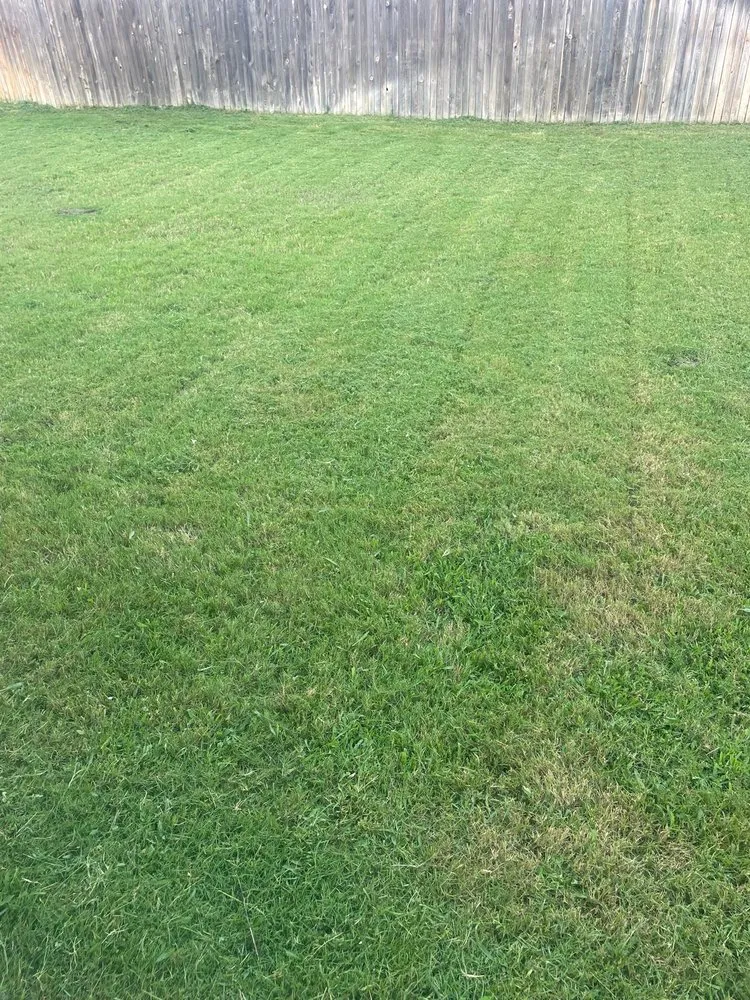 Local yard cleanup service experts serving Austin, TX - Lawn On