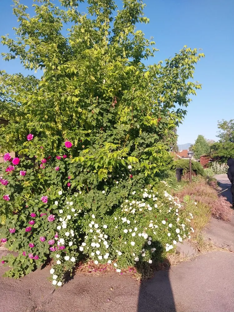 Affordable landscape installation experts serving West Jordan, UT - Lawn One