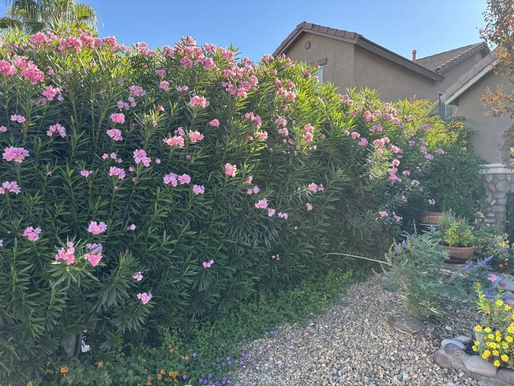 Reliable outdoor landscaping in Henderson, NV - Lawn Order Lawn Maintenance