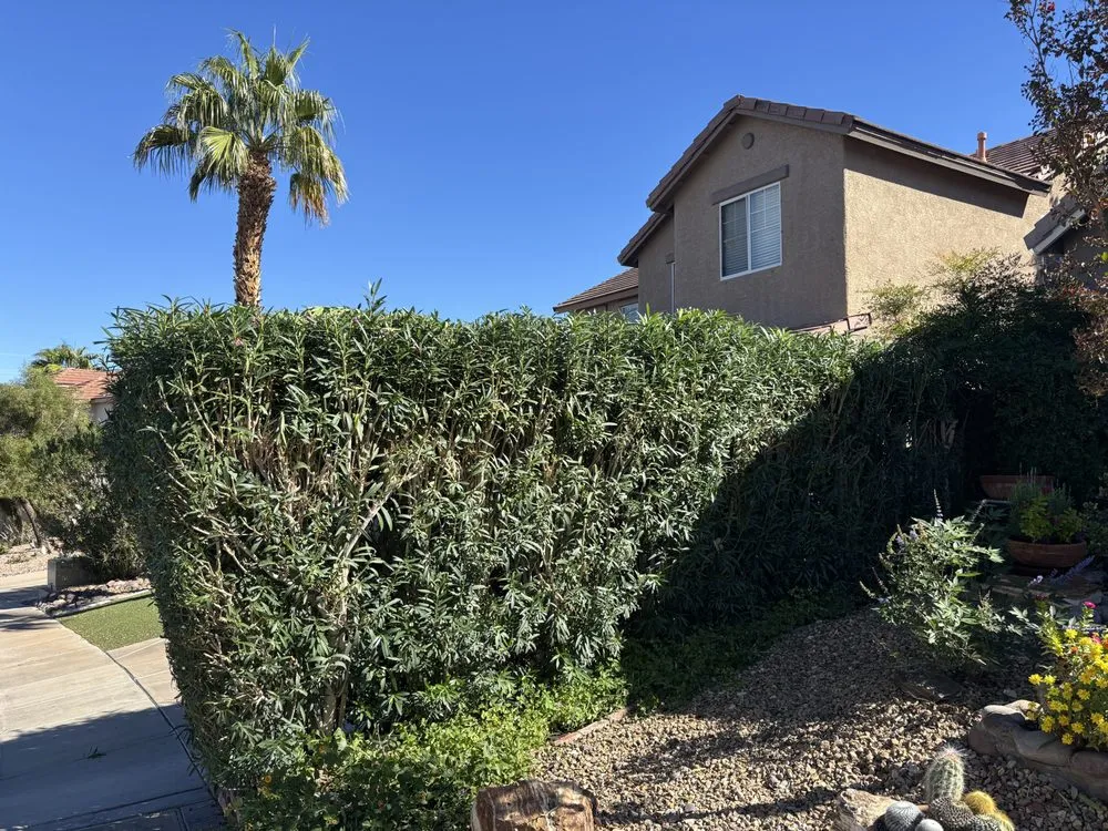 Expert lawn care service in Henderson, NV - Lawn Order Lawn Maintenance