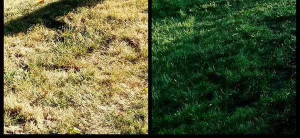 Lawn Painting Services Logo