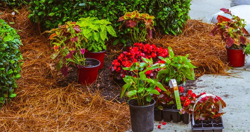 Affordable residential landscaping for beautiful yards across Fuquay Varina, NC - Lawn Panther