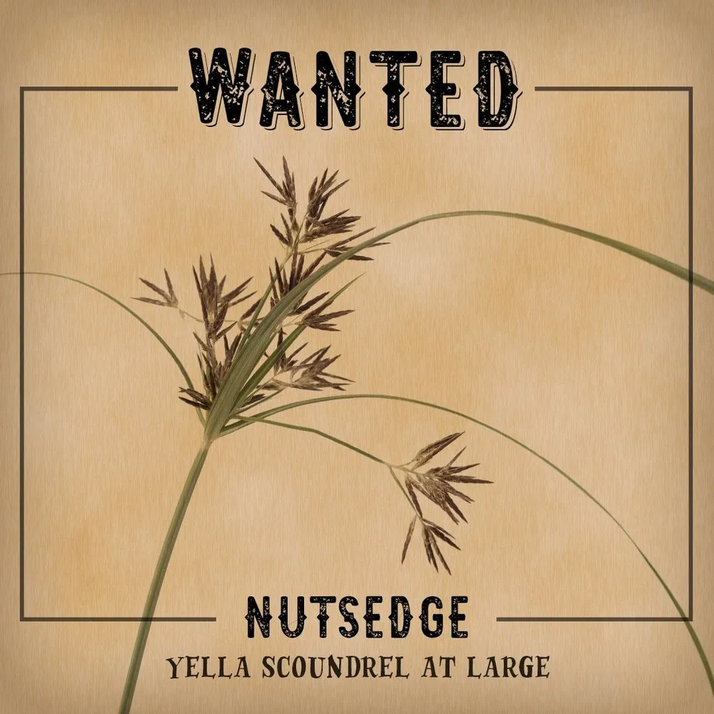 Expert landscape installation for year-round maintenance across Hobbs, NM - Lawn Patrol