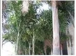 Trusted outdoor landscaping in Brandon, FL - Lawn Patterns Of Tampa Bay