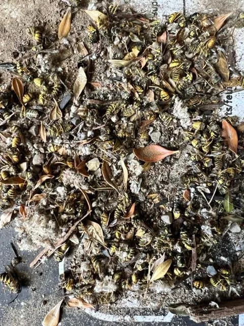 Local lawn mowing service for outdoor upgrades across Springdale, OH - Lawn Plus Pest Control Services