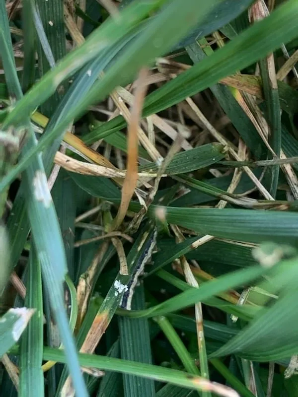 Professional lawn mowing service for homes in Springdale, OH by Lawn Plus Pest Control Services