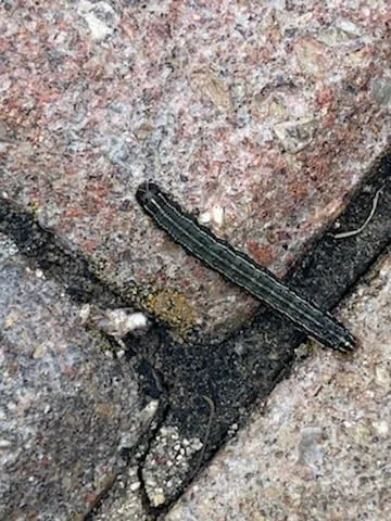 Expert lawn care service in Springdale, OH by Lawn Plus Pest Control Services