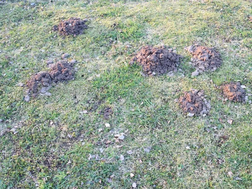 Affordable lawn care service for outdoor upgrades across Springdale, OH - Lawn Plus Pest Control Services