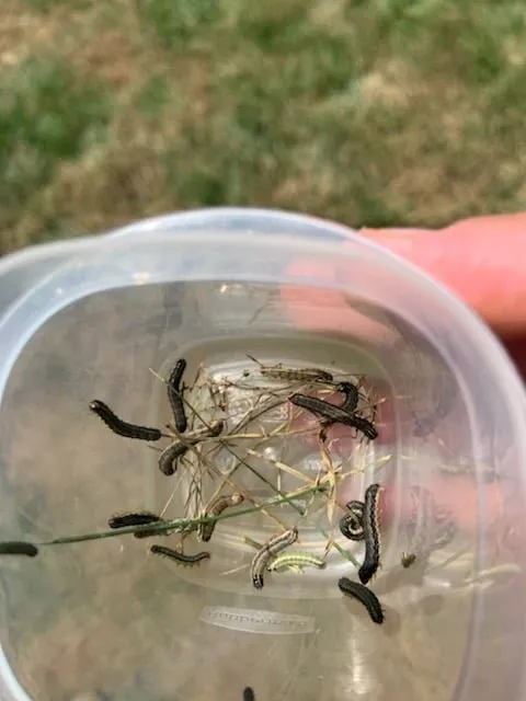 Top-rated outdoor landscaping in Springdale, OH by Lawn Plus Pest Control Services