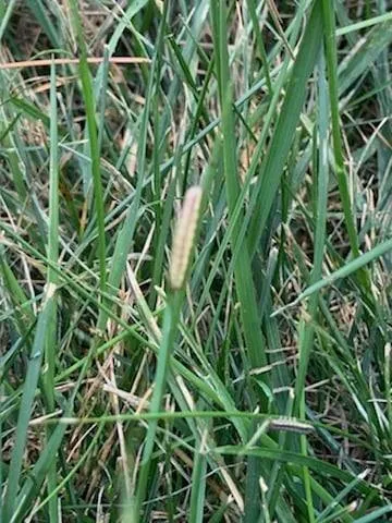 Affordable yard cleanup service with custom design in Springdale, OH by Lawn Plus Pest Control Services