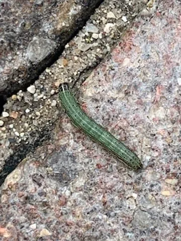 Reliable landscaping services for outdoor upgrades across Springdale, OH - Lawn Plus Pest Control Services