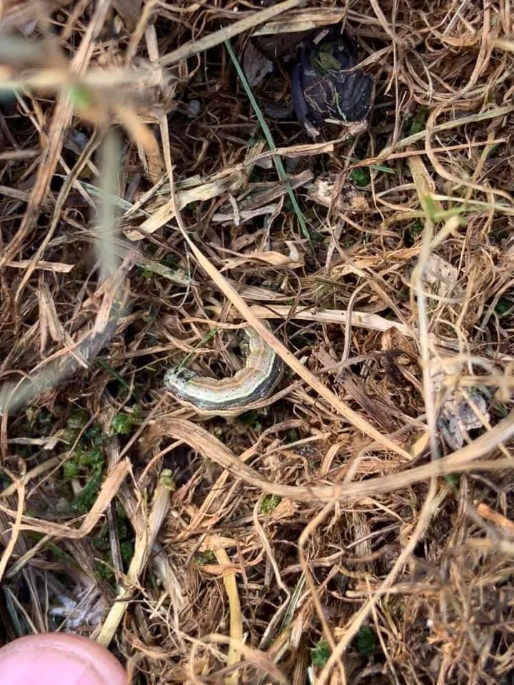 Affordable residential landscaping in West Alexandria, OH by Lawn Plus