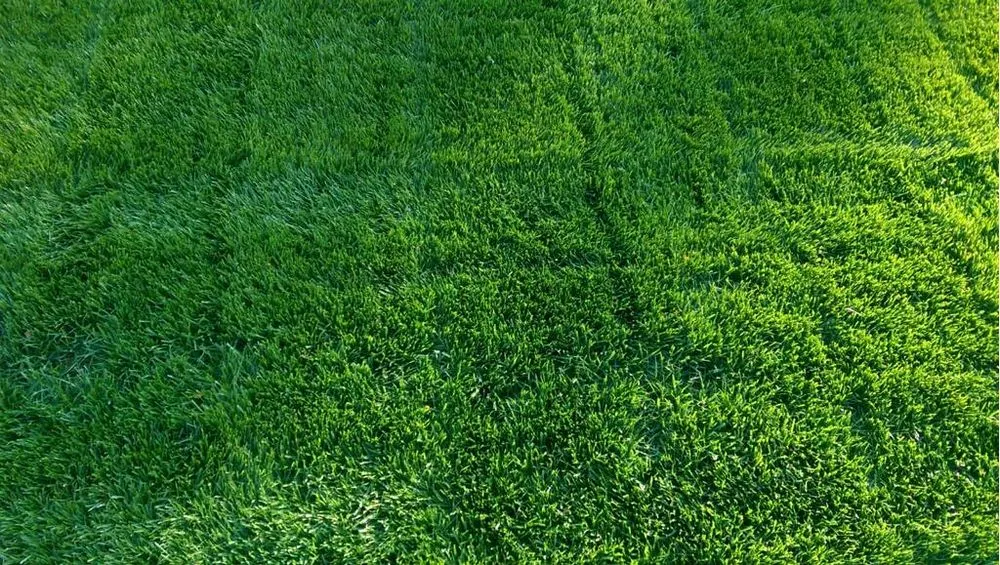 Affordable landscape design experts serving West Alexandria, OH - Lawn Plus