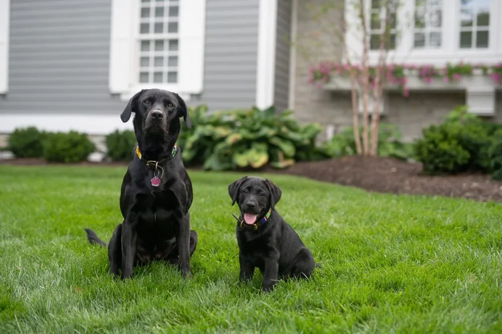 Local lawn mowing service in Powdersville, SC - Lawn Pride of Greenville