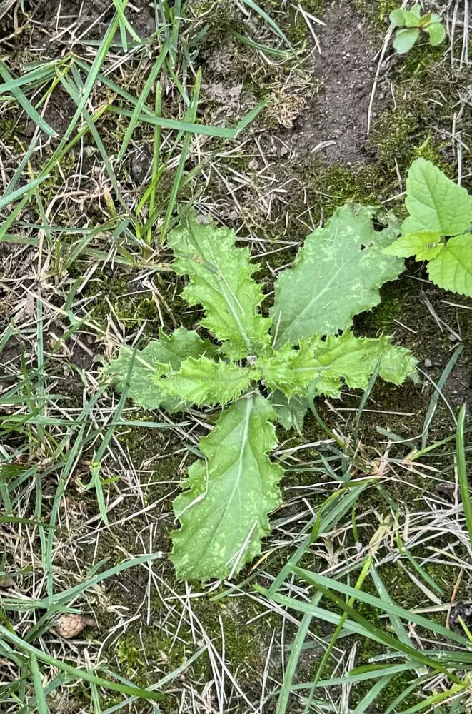 Custom landscape design in Carmel, IN by Lawn Pride of Lafayette, Kokomo, Muncie