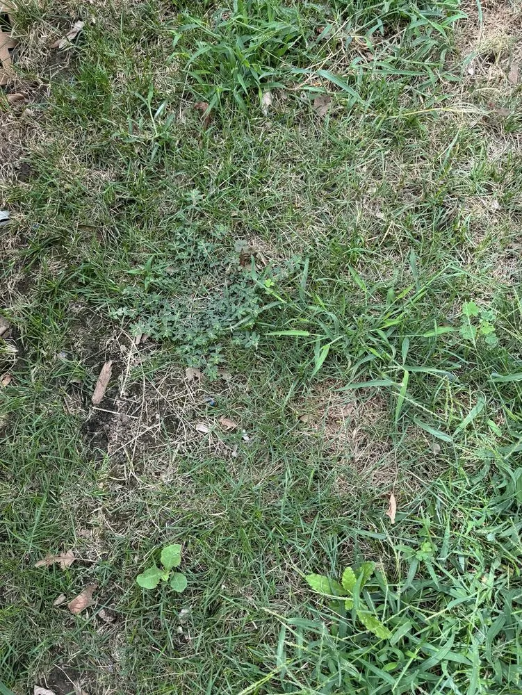 Local residential landscaping experts serving Carmel, IN - Lawn Pride of Lafayette, Kokomo, Muncie