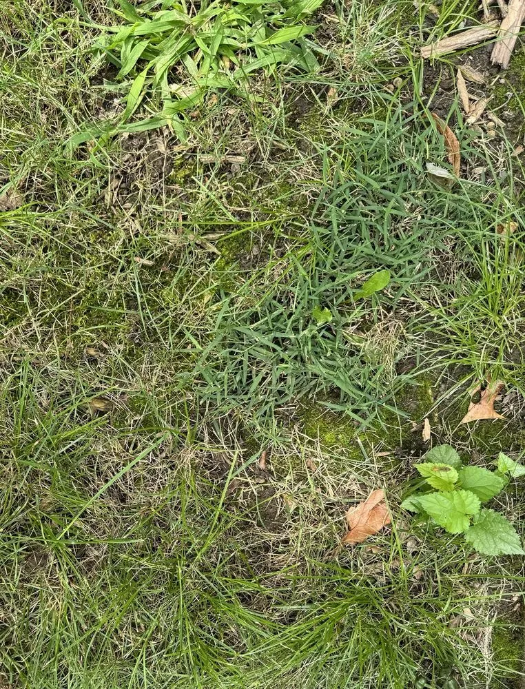 Trusted yard cleanup service for outdoor upgrades in Carmel, IN by Lawn Pride of Lafayette, Kokomo, Muncie