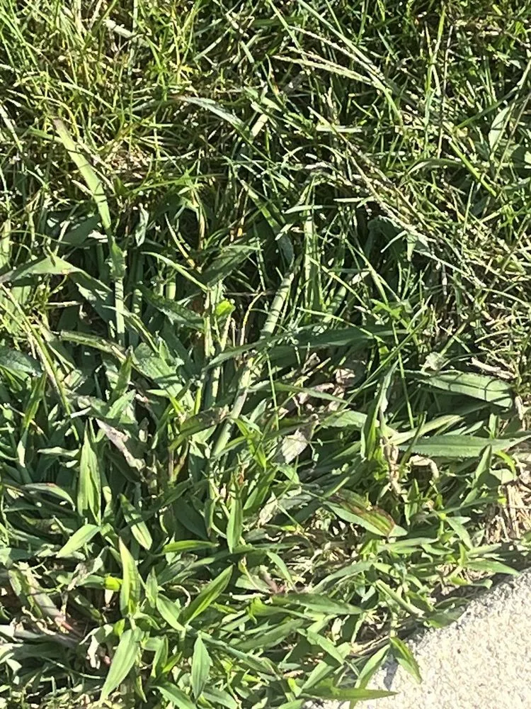 Reliable lawn care service for residential properties across Carmel, IN - Lawn Pride of Lafayette, Kokomo, Muncie