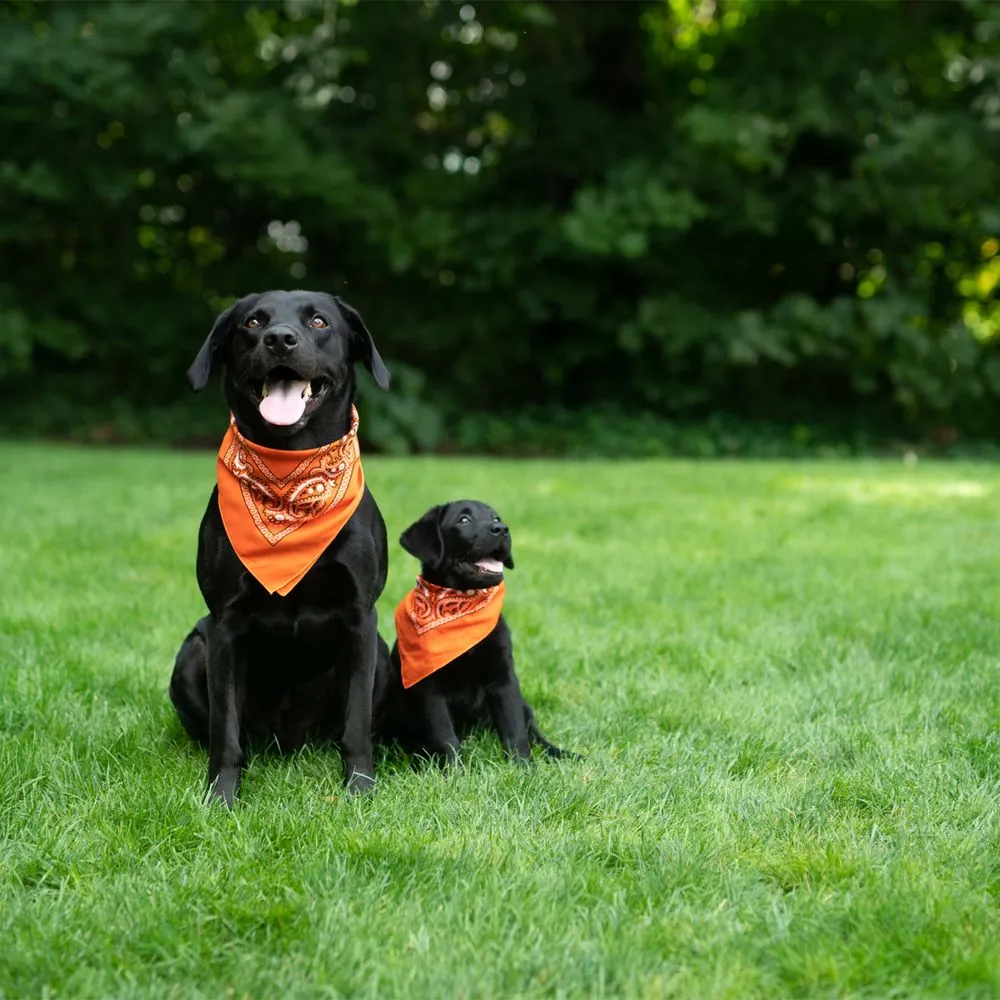 Top-rated yard maintenance with custom design in Nashville, TN by Lawn Pride of North Nashville