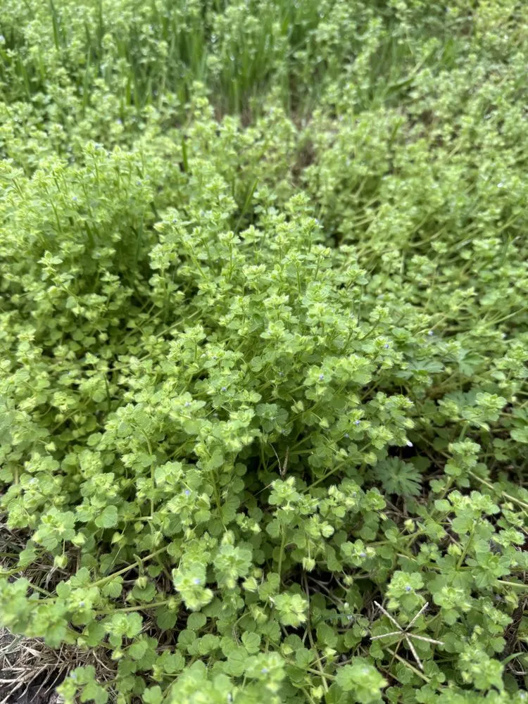 Custom landscape design experts serving Nashville, TN - Lawn Pride of North Nashville